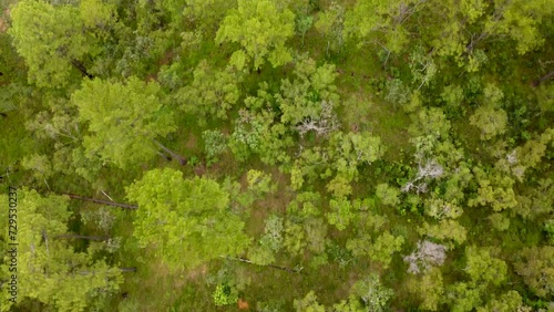 Wallpaper Mural Top Down Rainforest - Aerial Shot of Forest Jungle Trees Canopy in Daylight
 Torontodigital.ca
