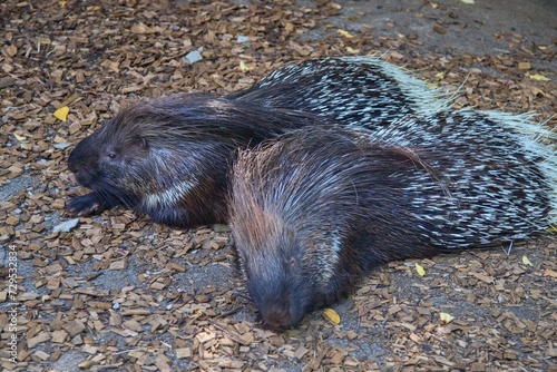 Porcupine in the zoo