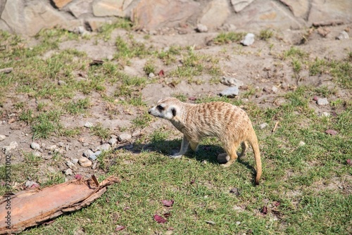 Meerkat in the Zoo