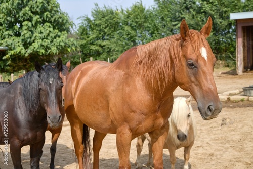 Fototapeta Naklejka Na Ścianę i Meble -  Horse on the farm in summer 
