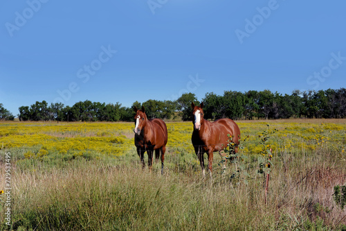 Field and Two Chestnut Horses