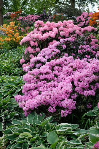 Planten und Blumen park in Hamburg, Germany, beautiful landscape, rhododendron flowers, Hamburg city, nature beauty