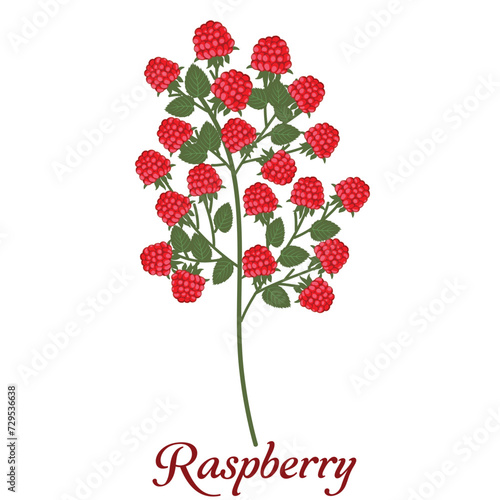 Raspberry berries on white background. Summer berry on white background. Summer Seasonal element	