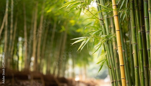 asian bamboo tree