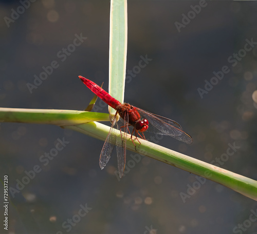 Uma libélula vermelha em uma planta