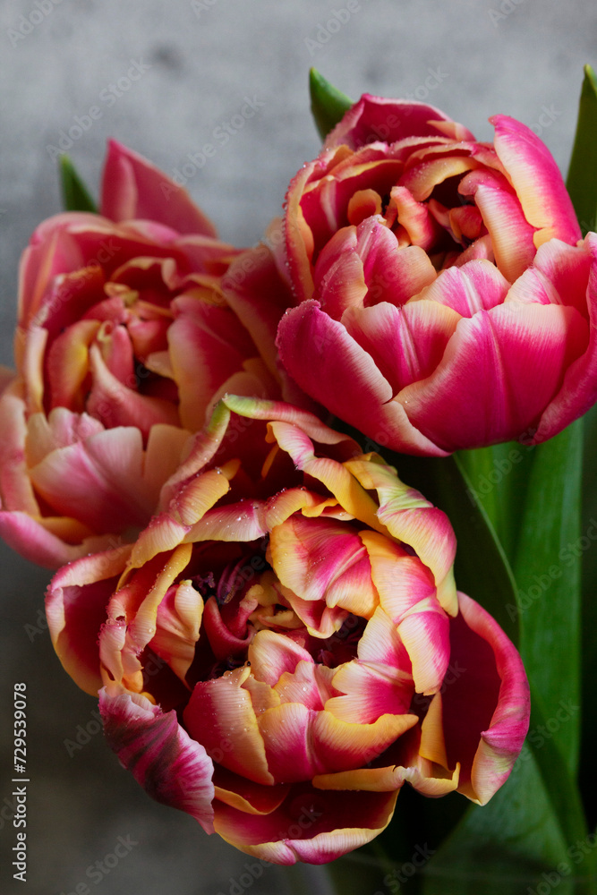 Peony multicolored tulips on a concrete background.