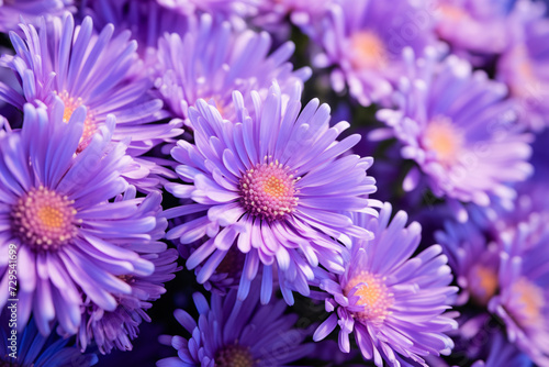 Beuatiful purple Aster flowers with rain drops