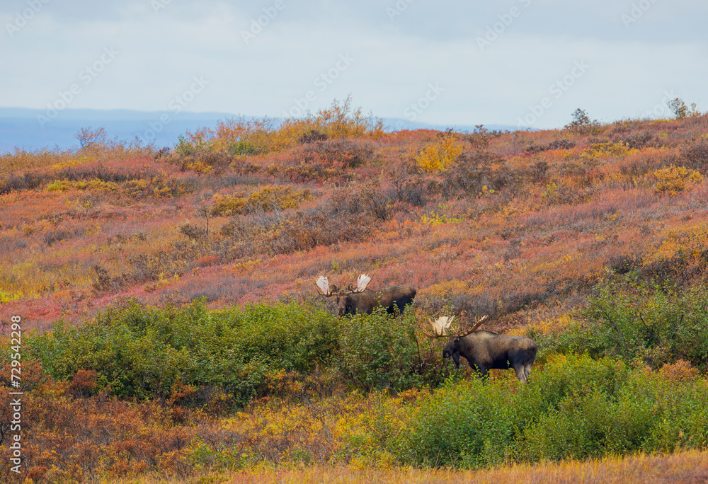 Pair of Bull Moose in Denali National Park Alaska in Autumn