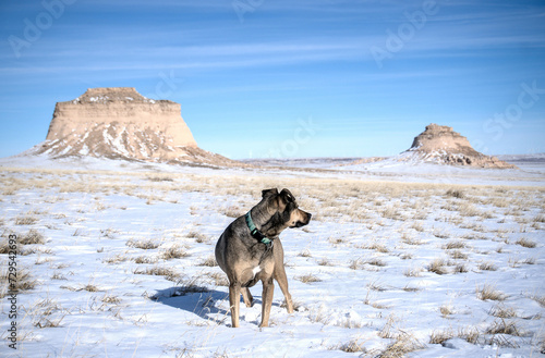 A hiking dog looks over the snow covered landscape of the Pawnee Buttes in the Pawnee National Grasslands in Colorado photo