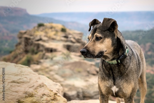 A hiking dog portrait at the Palo Duro Canyon state park in west Texas. photo
