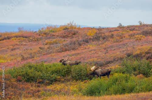 Pair of Bull Moose in Denali National Park Alaska in Autumn