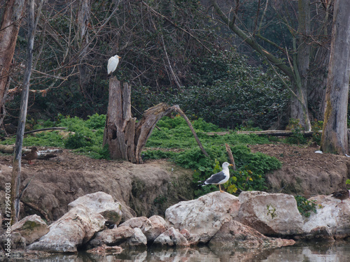 great white heron, wildlife, park, cloudy, grass, nature, outdoo photo