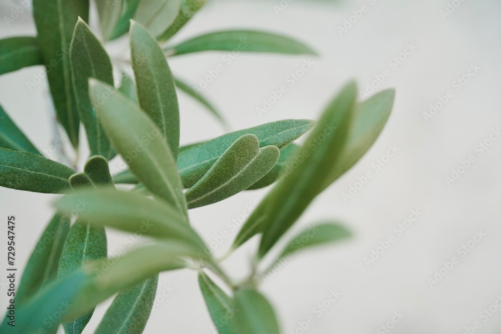 Close-up olive leaf on a white background.