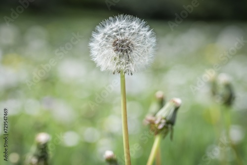 Nahaufnahme einer Pusteblume oder L  wenzahn Blume auf einer Blumenwiese  Deutschland