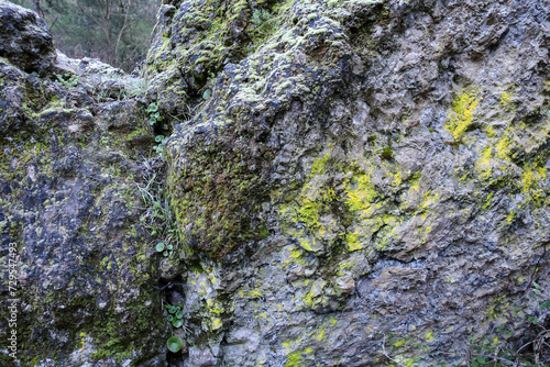 Moss growing on rocks in the forest in the morning