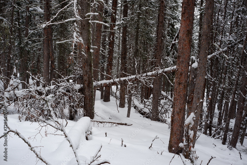 Fototapeta premium Photo of Winter Forest of Subalpine Fir and Limber Pine in Echo Lake Colorado USA