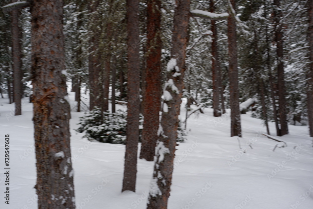 Photo of Winter Forest of Subalpine Fir and Limber Pine in Echo Lake Colorado USA Photo of Winter Forest of Subalpine Fir and Limber Pine in Echo Lake Colorado USA