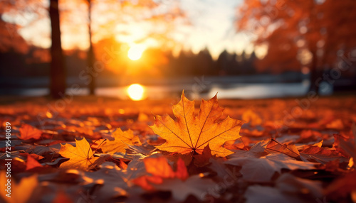 Autumn maple leaves in the park at sunset background