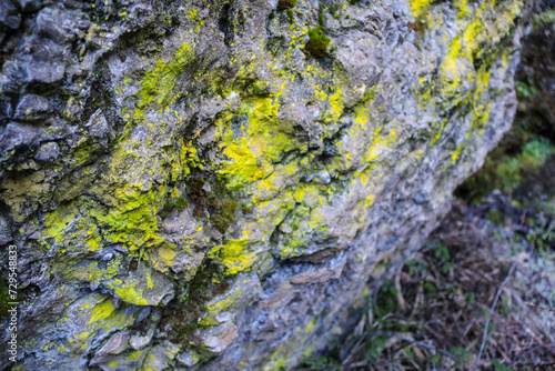 Moss growing on rocks in the forest in the morning