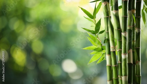 green bamboo stems on blurred background space for text