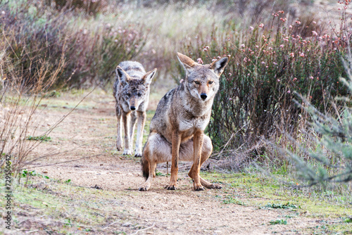 Wild coyote squatting and pooping on hiking trail at Santa Susana Pass State Historic Park in Chatsworth California. 