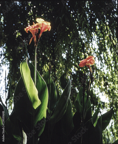 flower in the garden