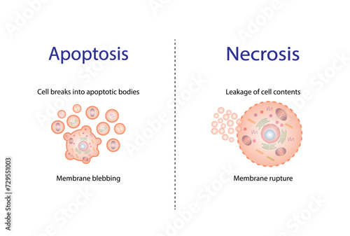 Necrosis and apoptosis of normal cell. Cell death types. Labeled scientific diagram. Vector illustration.