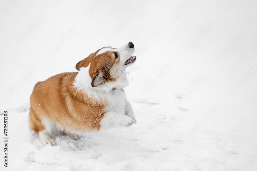 Small Pembroke Welsh Corgi puppy walks in the snow. Jumping and having fun, playing. Happy little dog. Concept of care, animal life, health, show, dog breed Small Pembroke Welsh Corgi puppy walks in the snow. Jumping and having fun, playing. Happy little dog. Concept of care, animal life, health, show, dog breed