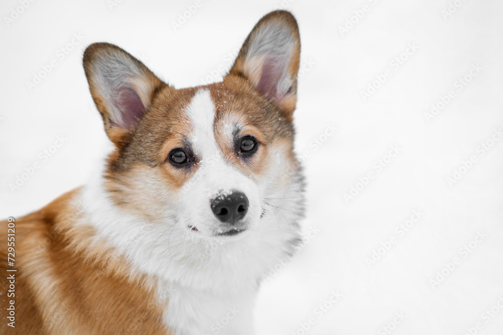 Portrait of a small Pembroke Welsh Corgi puppy walking in the snow. Looks at the camera. Happy little dog. Concept of care, animal life, health, show, dog breed