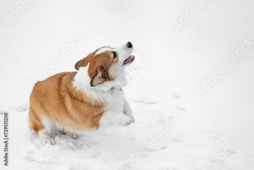 Fototapeta Naklejka Na Ścianę i Meble -  Small Pembroke Welsh Corgi puppy walks in the snow. Jumping and having fun, playing. Happy little dog. Concept of care, animal life, health, show, dog breed