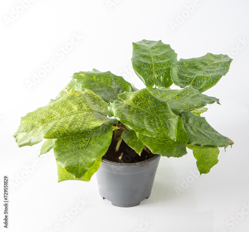 Calathea Musaica plant. Green leaves Calathea network flower in a pot on white background photo