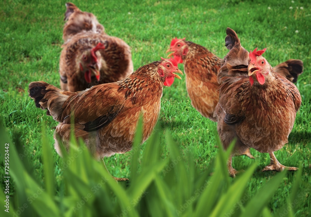 Fototapeta premium This beautiful free-range egg-laying cute chickens at field