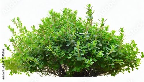 bush decorative bush on a white background