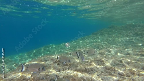 Underwater footage in Mediterranean sea with saddled seabreams (oblades) photo