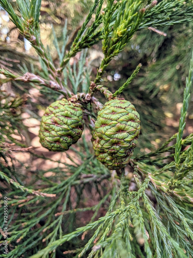 Close up of a sequoia tree branch with cones. Close up of a sequoia tree branch with cones.