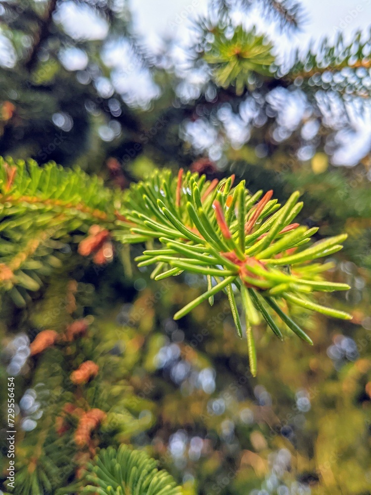 close up of a spruce tree needles. close up of a spruce tree needles.