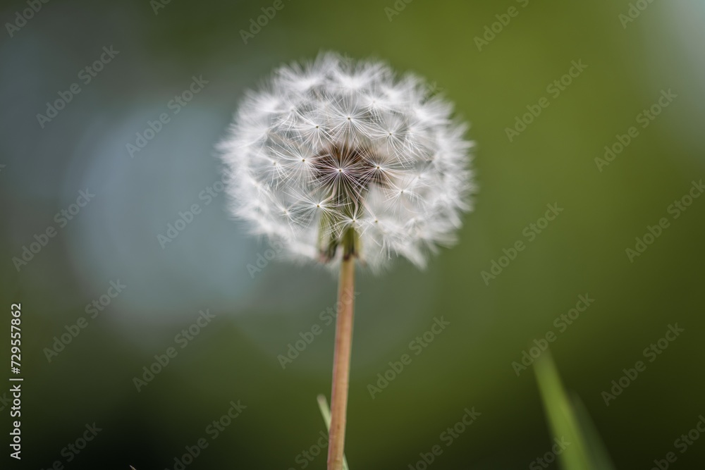 Nahaufnahme einer Pusteblume oder Löwenzahn Blume auf einer Blumenwiese, Deutschland Nahaufnahme einer Pusteblume oder Löwenzahn Blume auf einer Blumenwiese, Deutschland