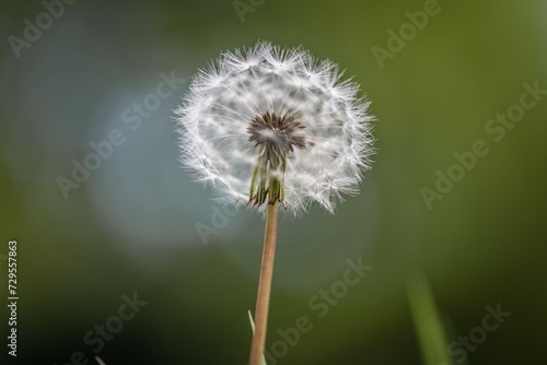 Nahaufnahme einer Pusteblume oder L  wenzahn Blume auf einer Blumenwiese  Deutschland