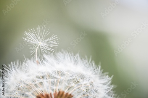 Nahaufnahme einer Pusteblume oder L  wenzahn Blume auf einer Blumenwiese  Deutschland