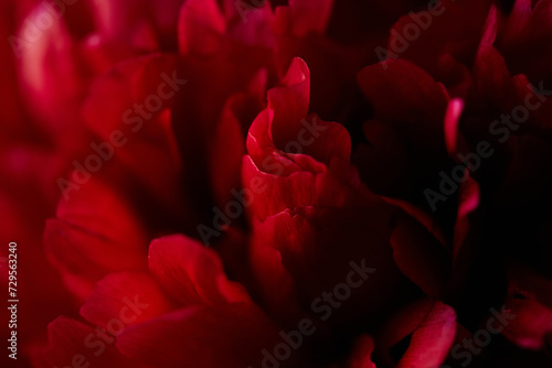 Fototapeta Naklejka Na Ścianę i Meble -  Macro closeup of red burgundy peony petals. Abstract floral background.