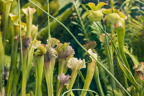 Sarracenia leucophylla carnivorous plants on a wild nature. Pitcher plant is growing in botanical garden. Flowers that eat insects. Lush exotic flora. photo