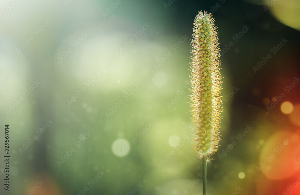 Naklejka premium detailed view of Pennisetum grass in sunlight with water drops