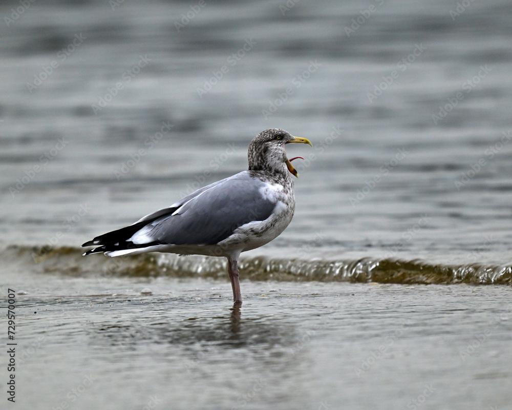 Seagull with open mouth and tongue sticking out at the beach. Seagull with open mouth and tongue sticking out at the beach.