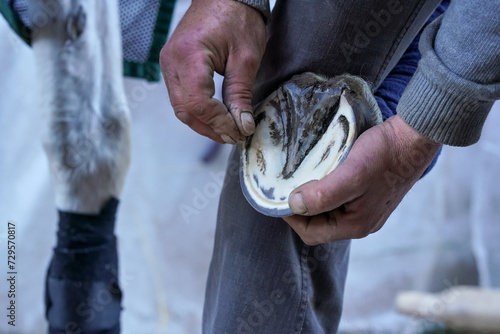 Man cleaning horse hoof, before applying new horseshoe. Closeup up detail to hands holding animal feet photo