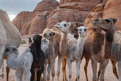 Group of camels with their small calves walking in Wadi Rum desert, closeup wide angle detail photo