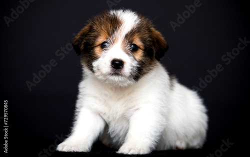 Jack Russell puppy sitting on a black background
