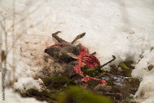 life and death, that is nature, the cadaver of a dead roe buck at a winter day on the mountains
