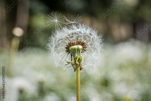 Nahaufnahme einer Pusteblume oder L  wenzahn Blume auf einer Blumenwiese  Deutschland