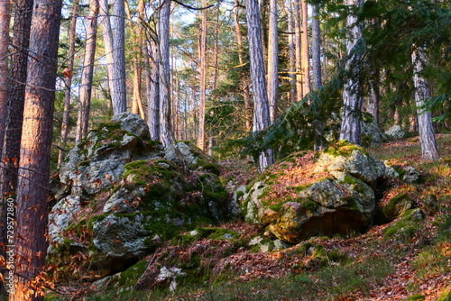 steiniger Waldboden photo