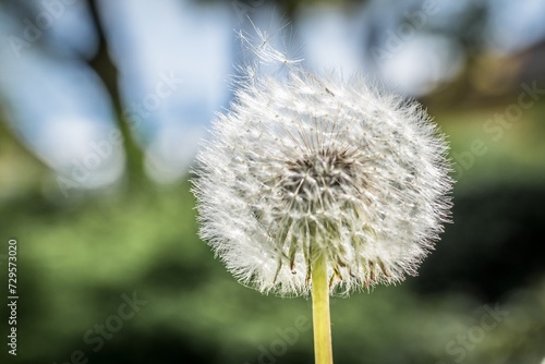 Nahaufnahme einer Pusteblume oder L  wenzahn Blume auf einer Blumenwiese  Deutschland